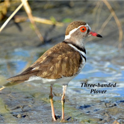 Three-banded Plover